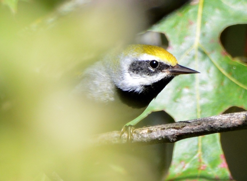 Golden-winged Warbler - ML642717216