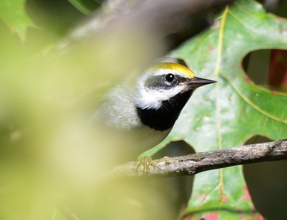 Golden-winged Warbler - ML642717217