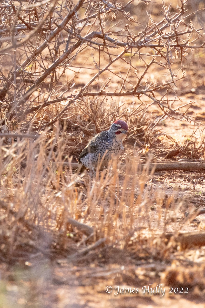Nubian Woodpecker - ML642717218