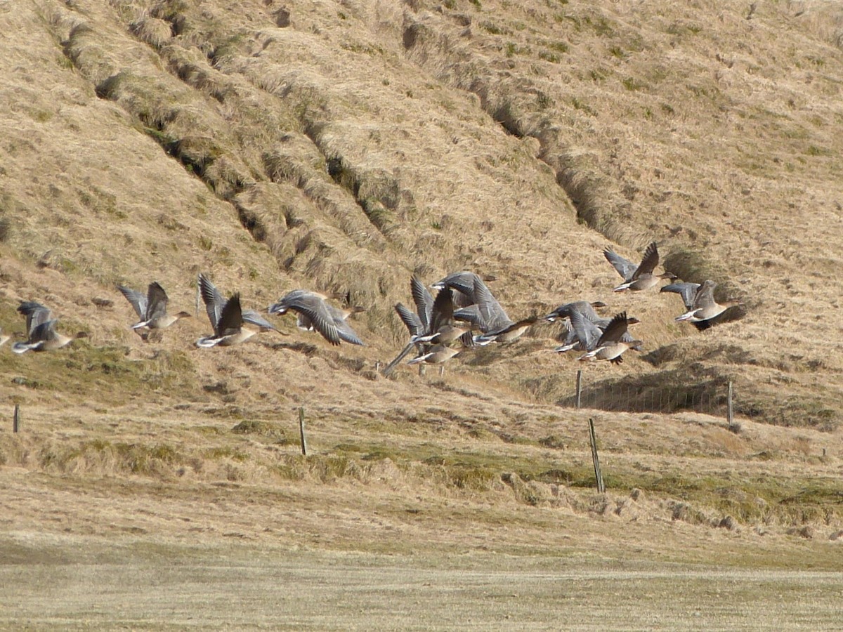 Pink-footed Goose - ML642717219