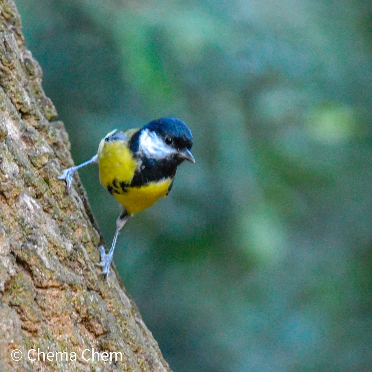Great Tit - ML642717220