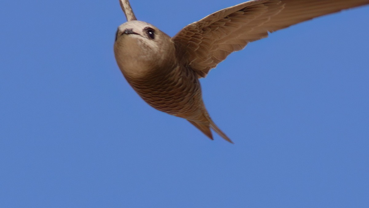 Pallid Swift - ML642717243