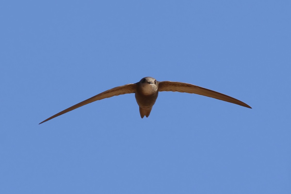 Pallid Swift - ML642717244