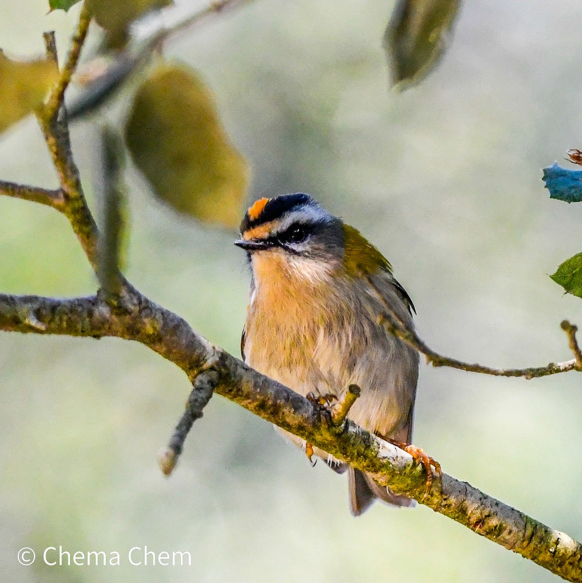Common Firecrest - ML642717254