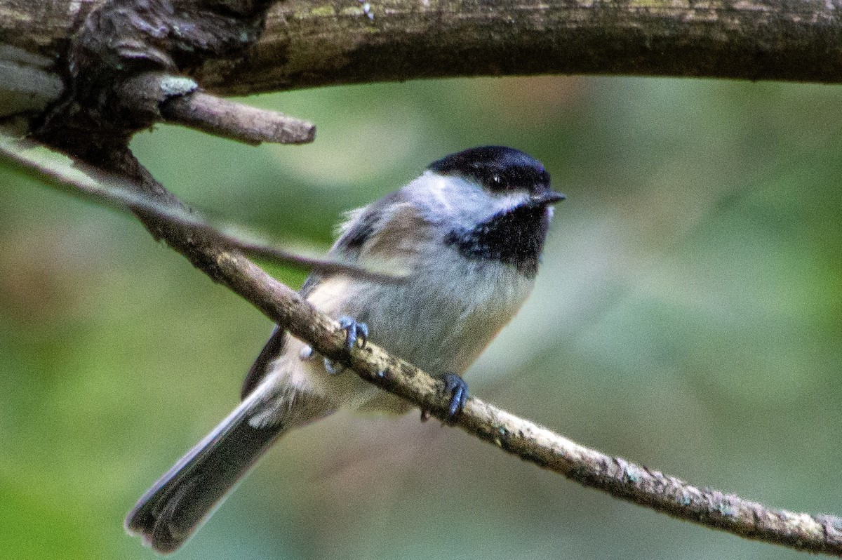 sýkora karolínská - ML642717263