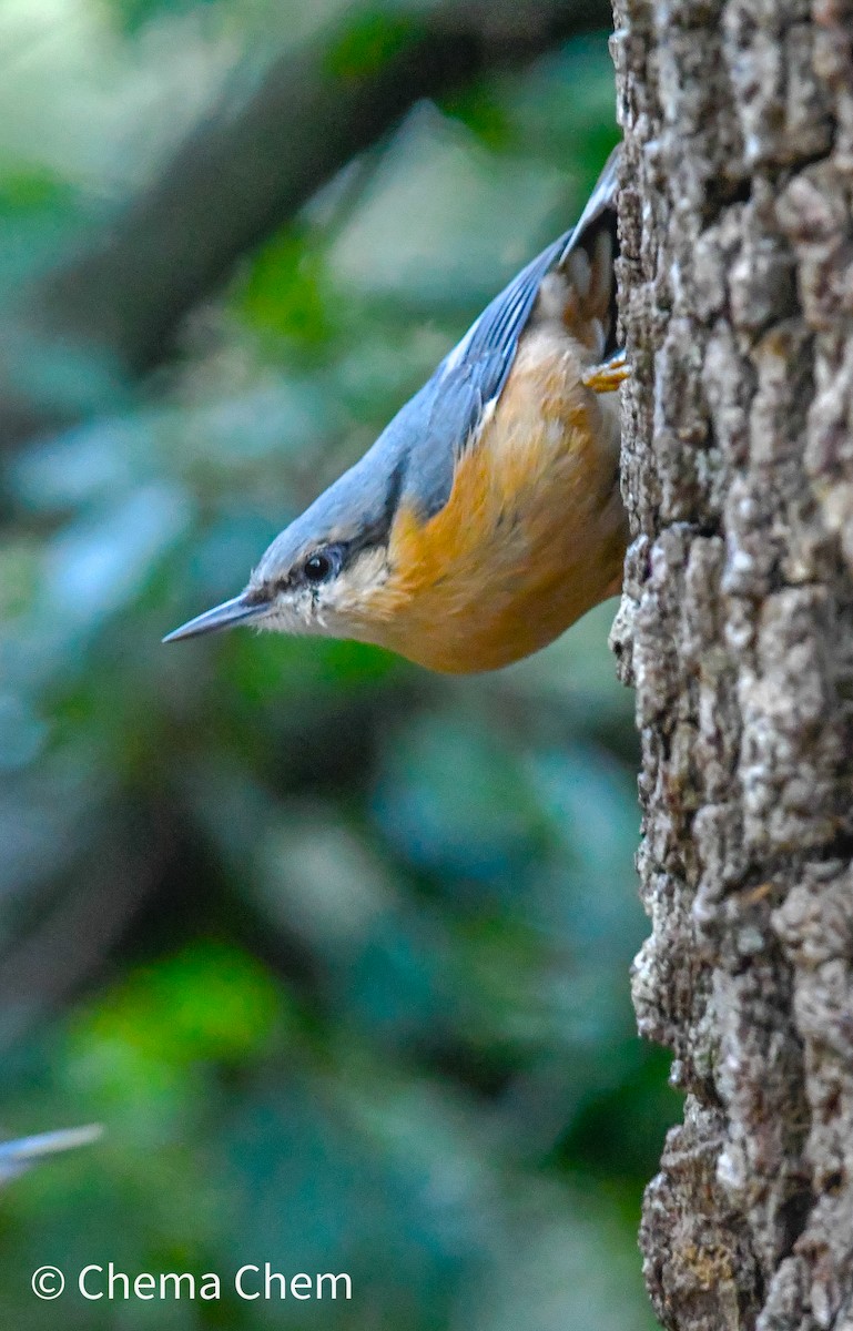 Eurasian Nuthatch - ML642717264