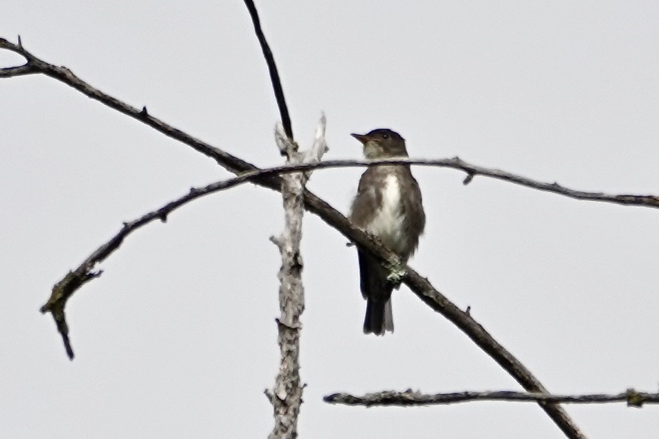 Olive-sided Flycatcher - ML642717265