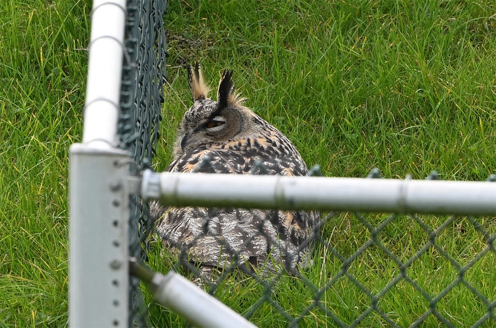 Eurasian Eagle-Owl - ML642717270