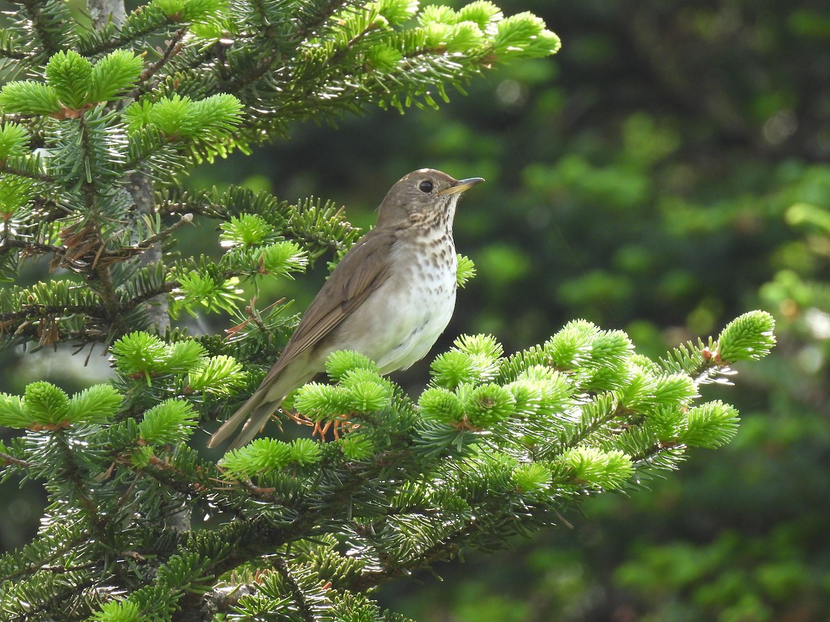 Bicknell's Thrush - ML642717278