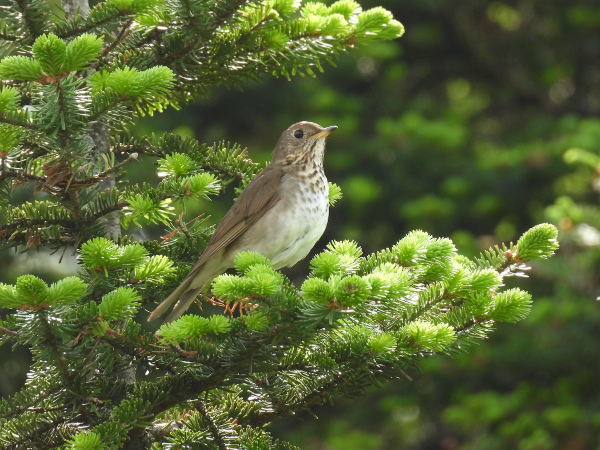 Bicknell's Thrush - ML642717279