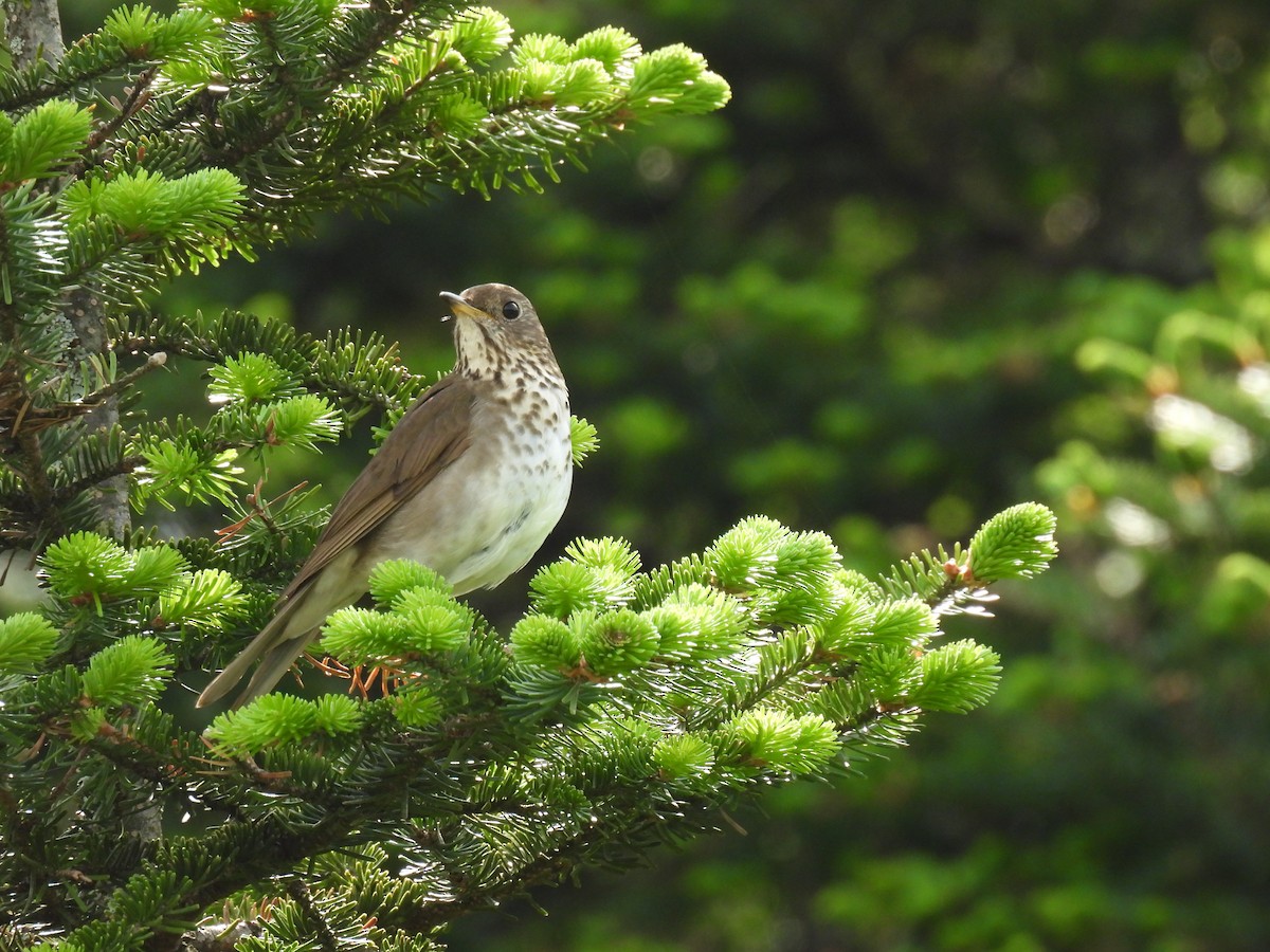 Bicknell's Thrush - ML642717280