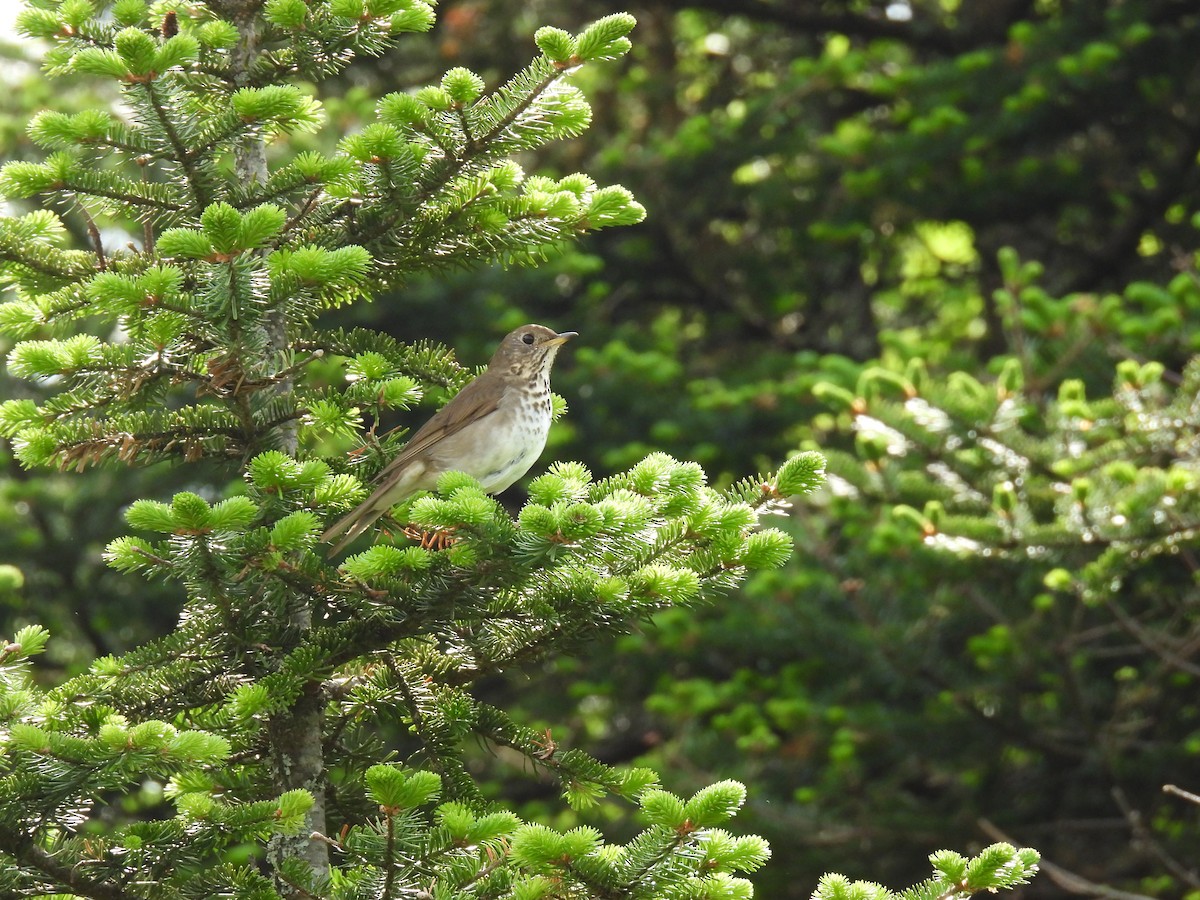 Bicknell's Thrush - ML642717281