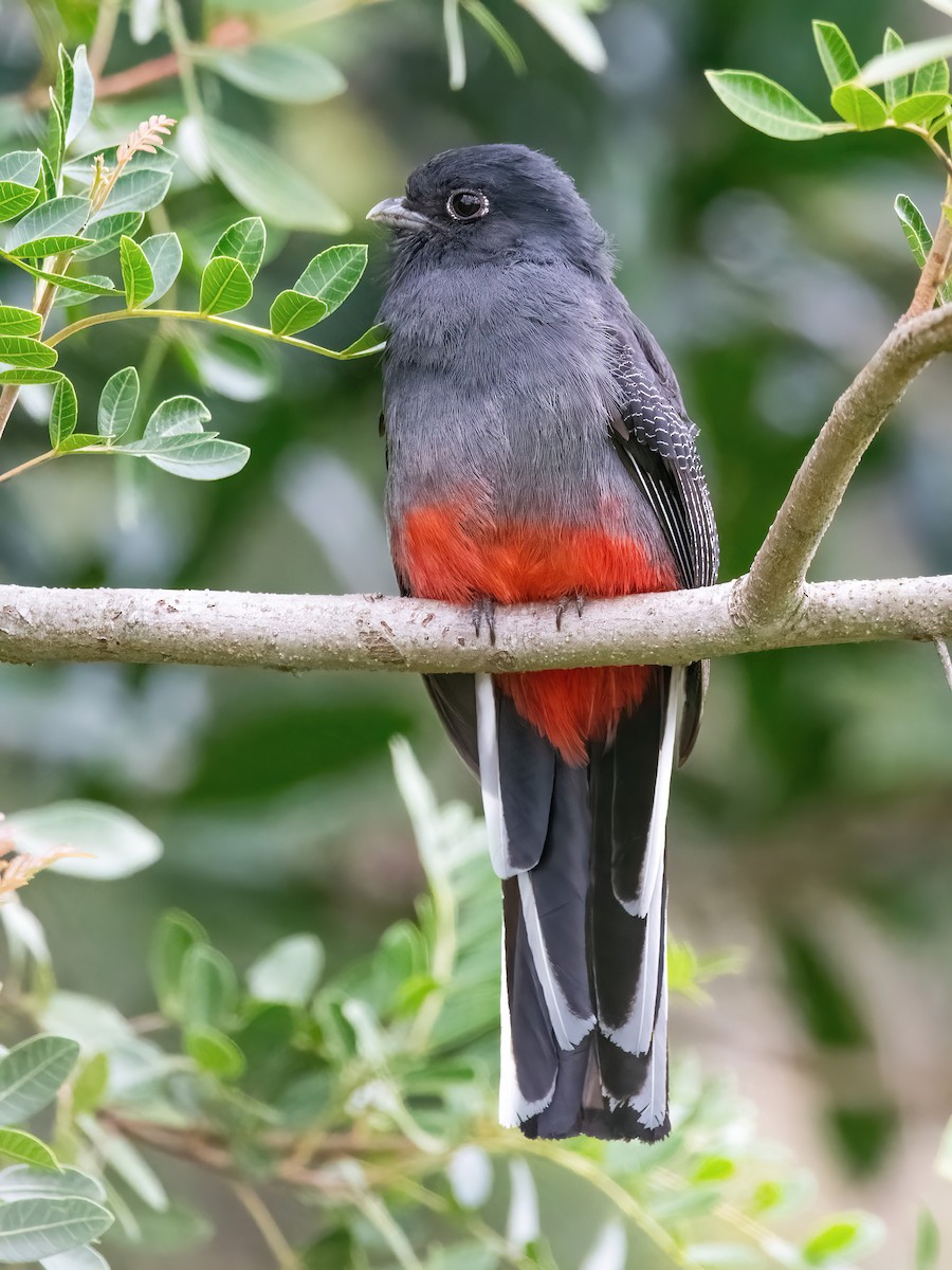 Surucua Trogon - ML642717290