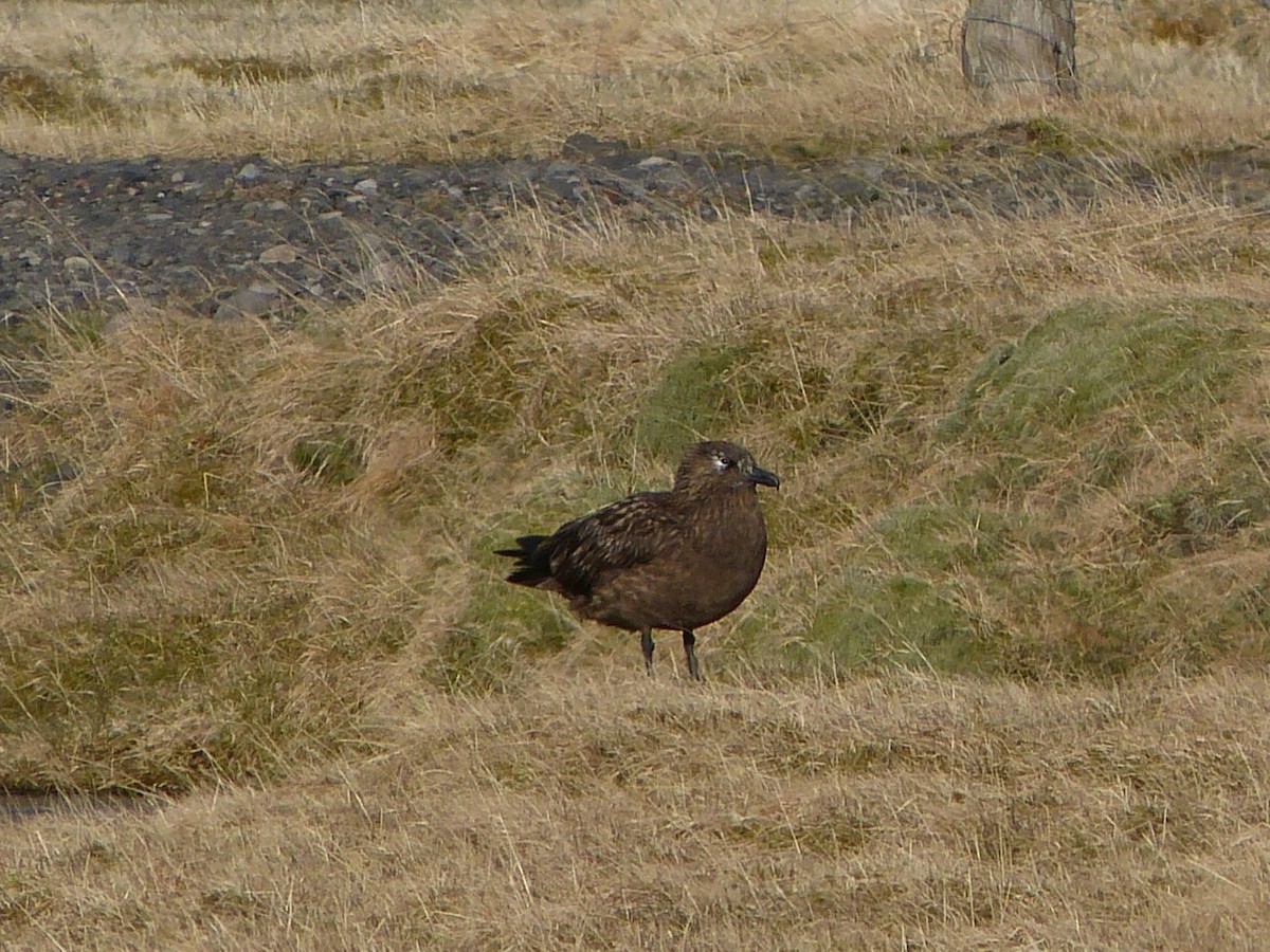 Great Skua - ML642717292