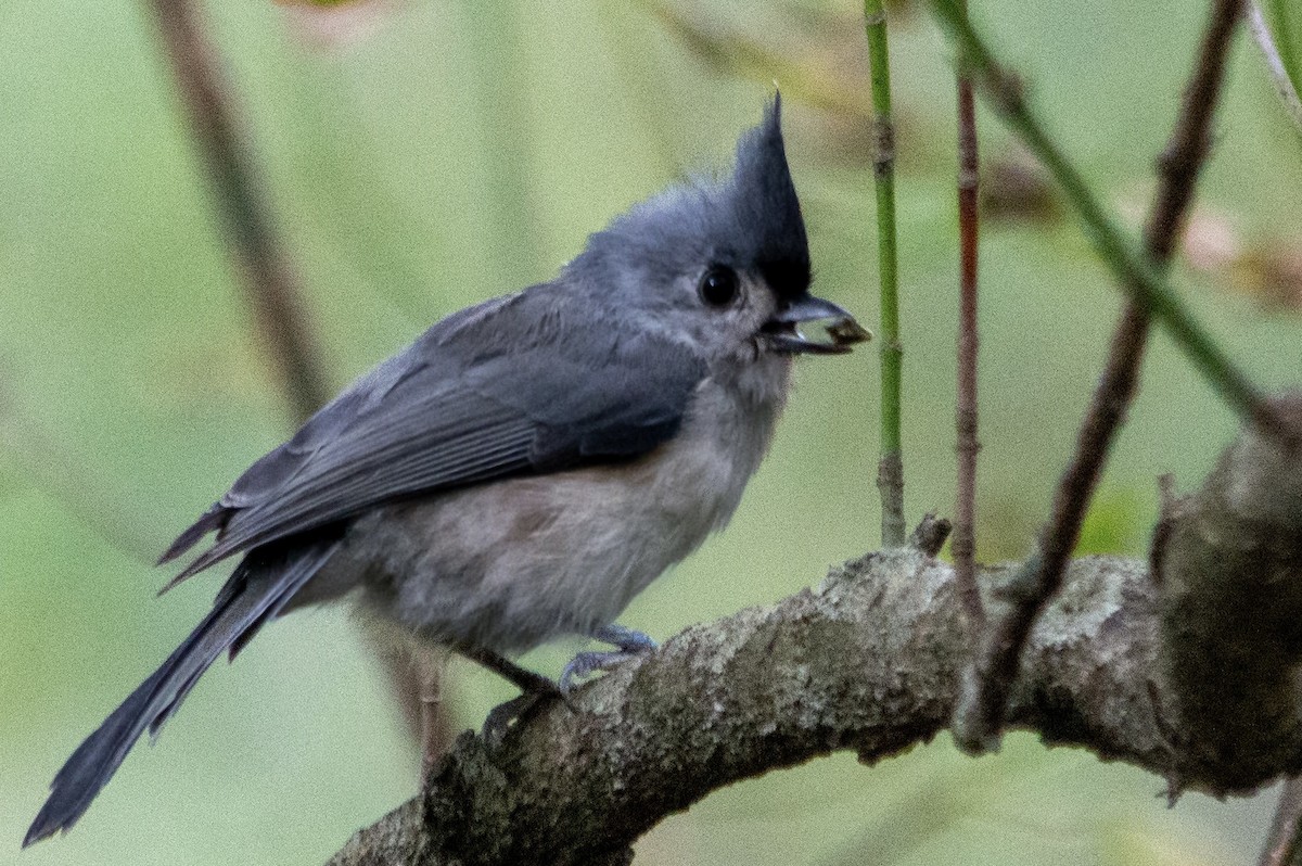 sýkora rezavoboká - ML642717293