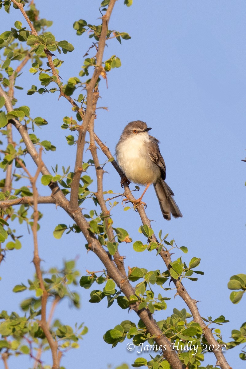 Pale Prinia - ML642717303