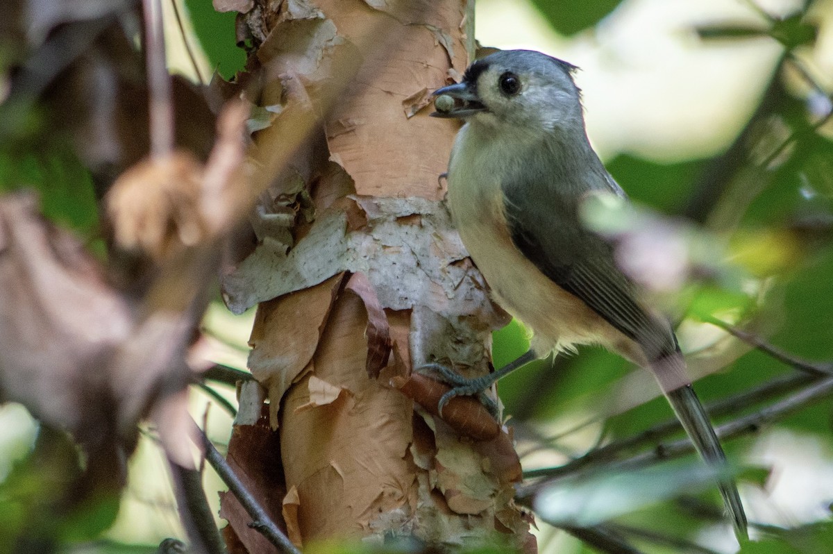 sýkora rezavoboká - ML642717304