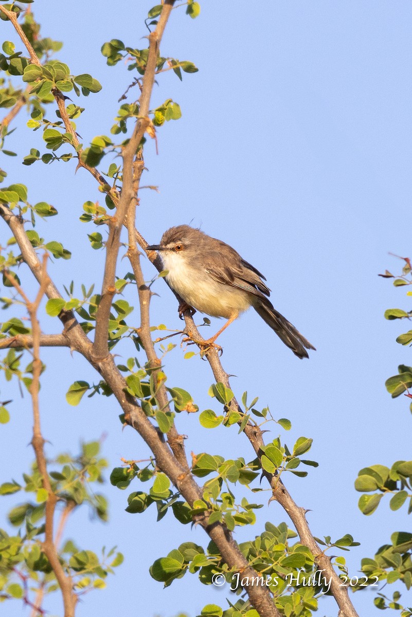 Pale Prinia - ML642717308