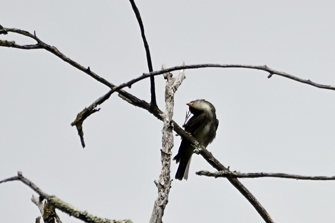 Olive-sided Flycatcher - ML642717313