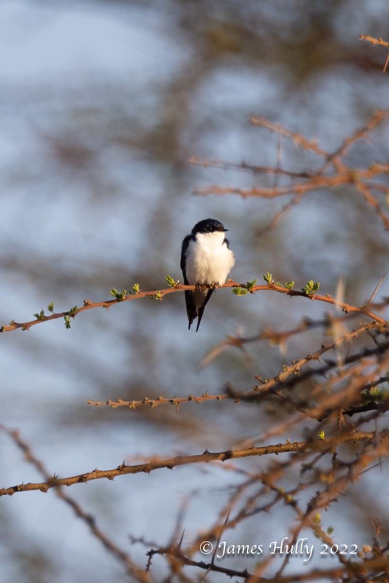 White-tailed Swallow - ML642717319