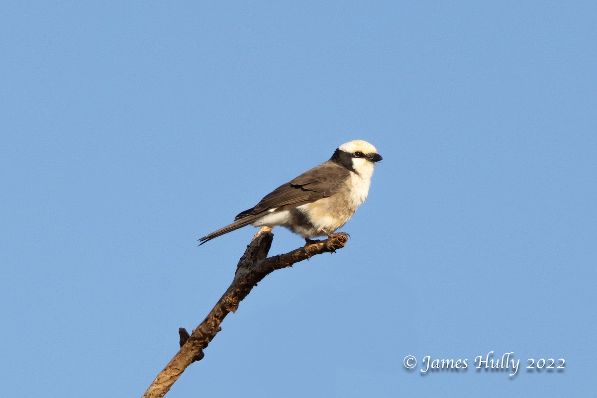 White-crowned Starling - ML642717330