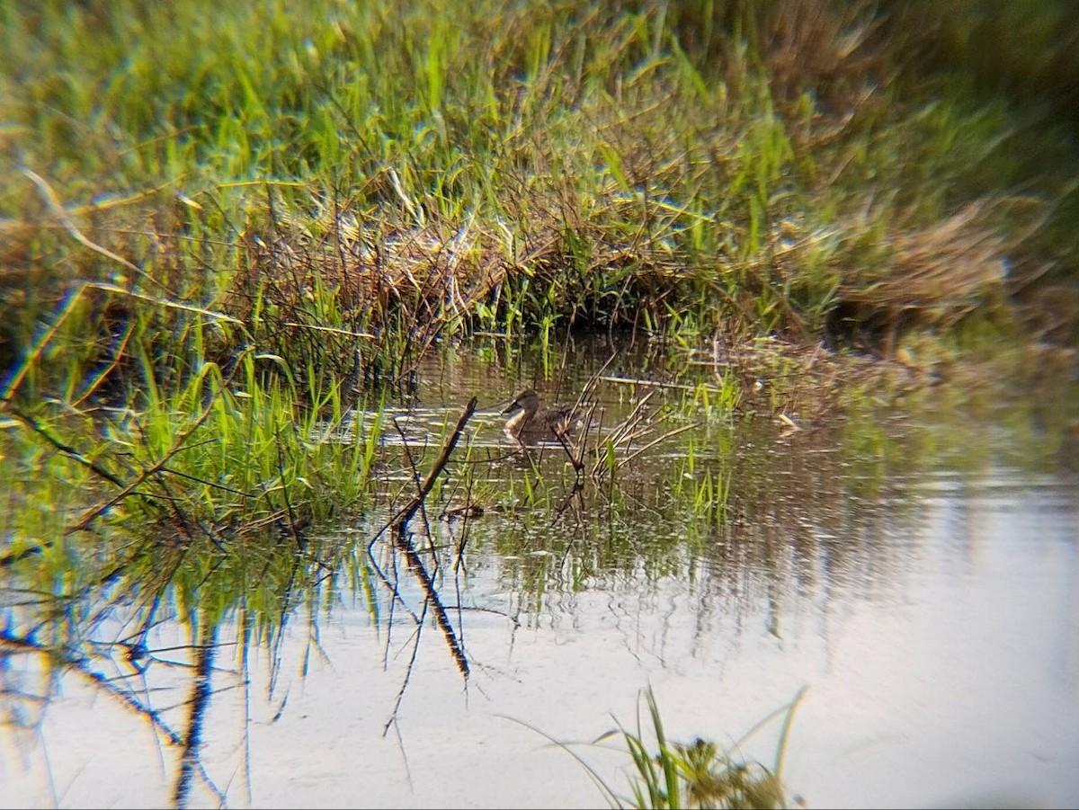 Blue-winged Teal - ML642717335