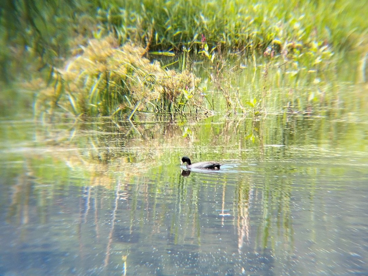 American Coot - ML642717383