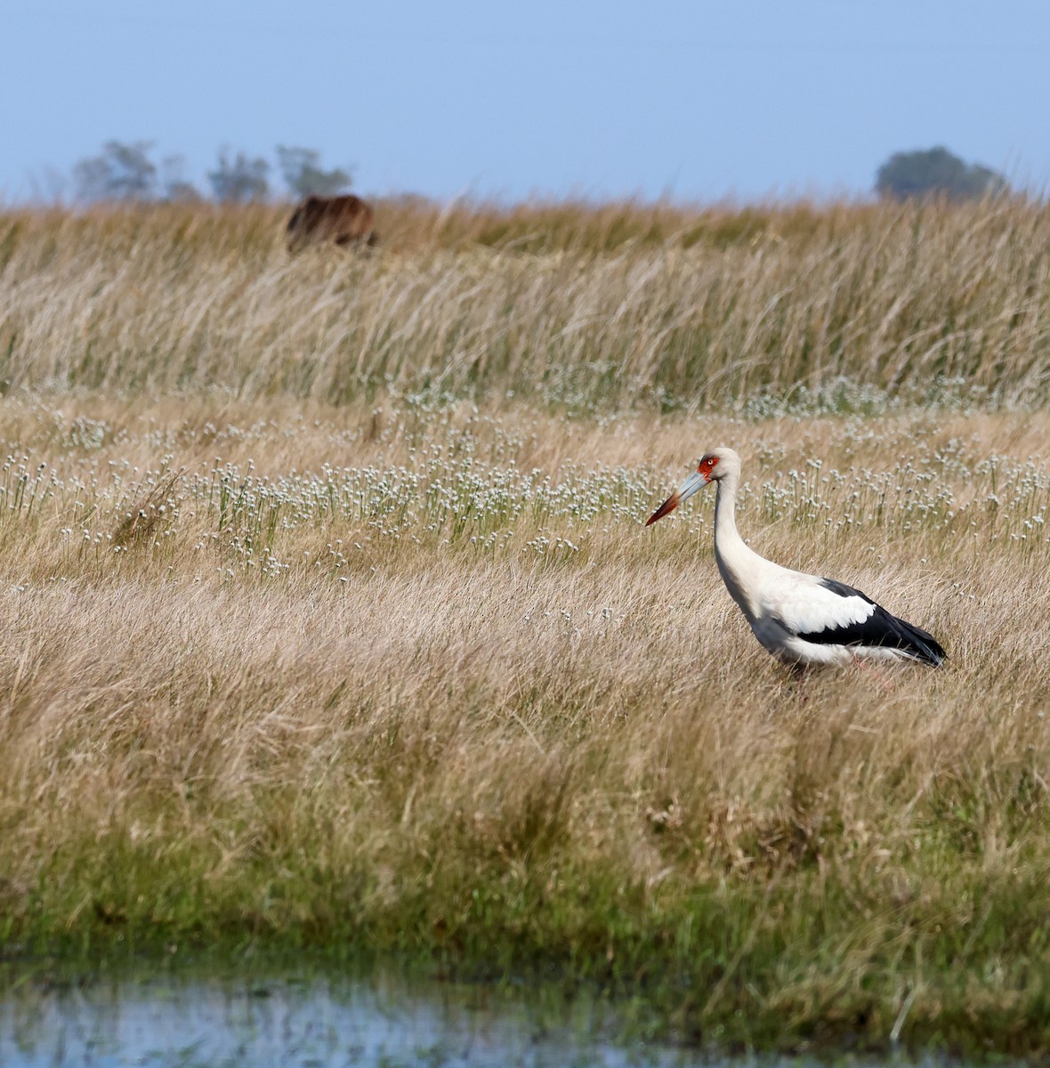 Maguari Stork - ML642717397