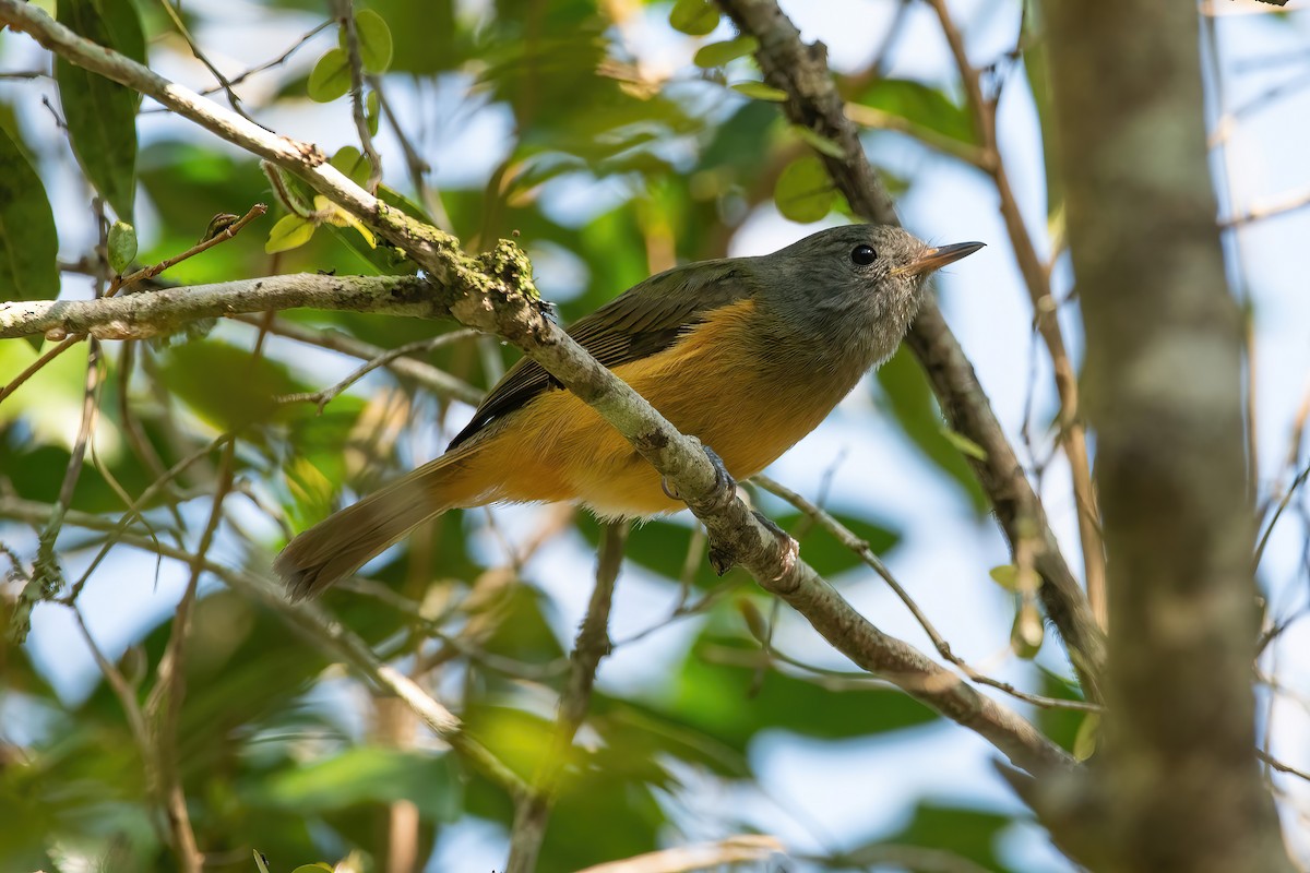 Gray-hooded Flycatcher - ML642717399