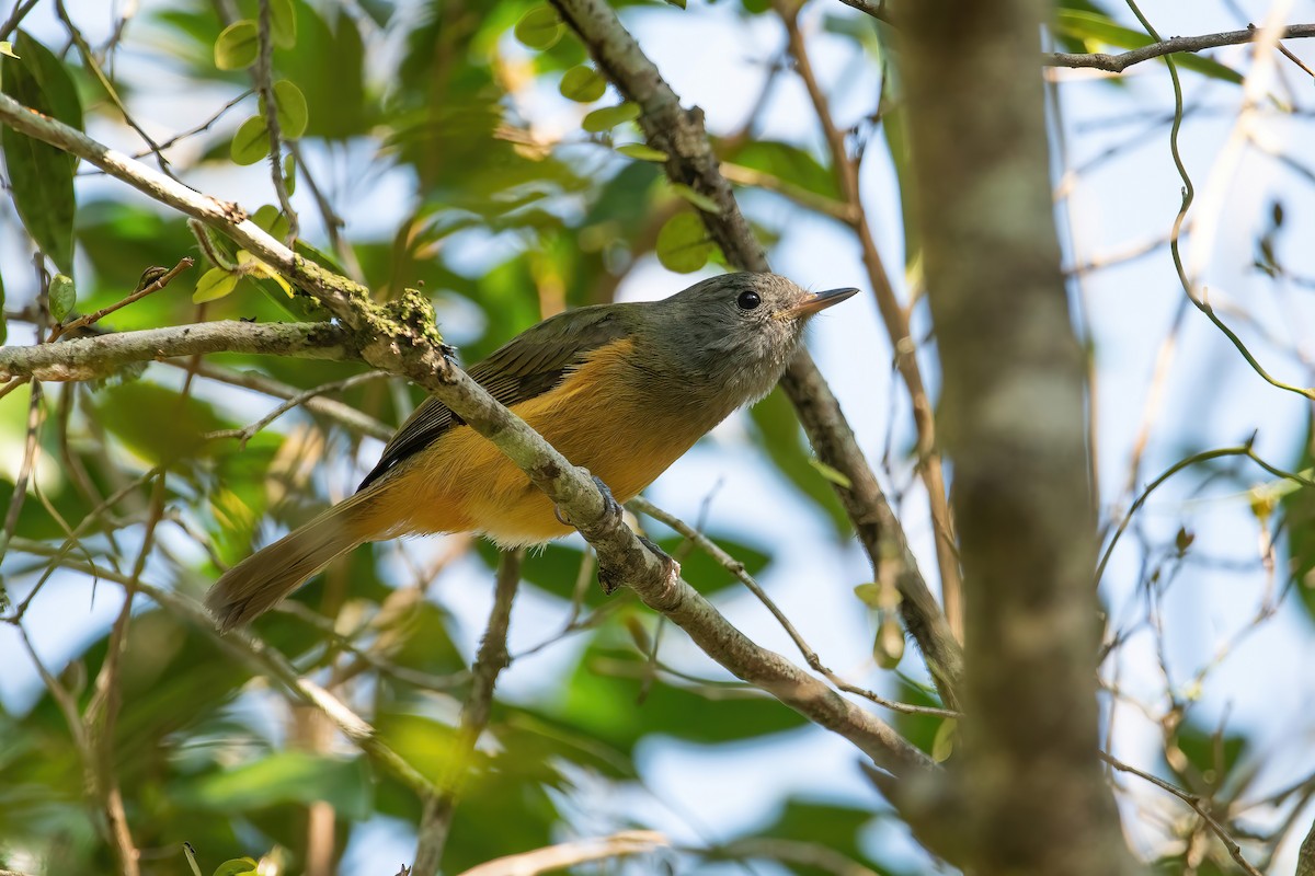 Gray-hooded Flycatcher - ML642717400