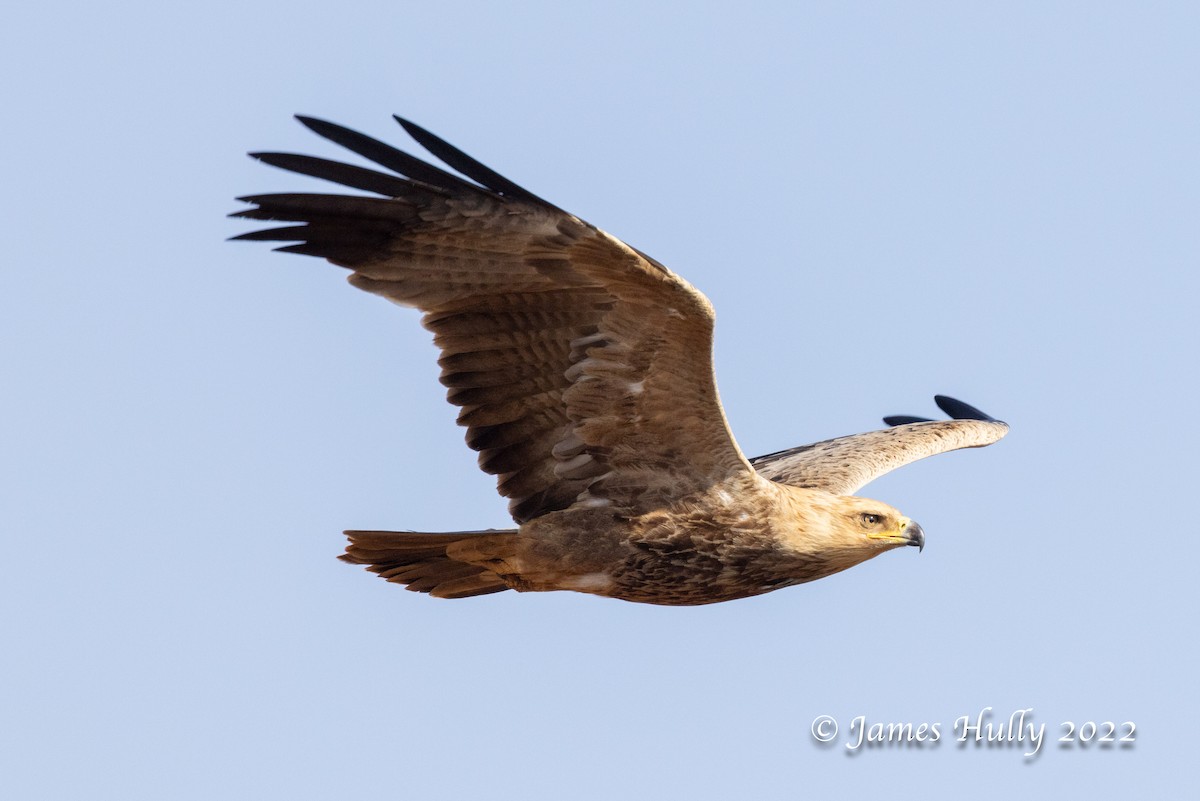 Savannenadler - ML642717405