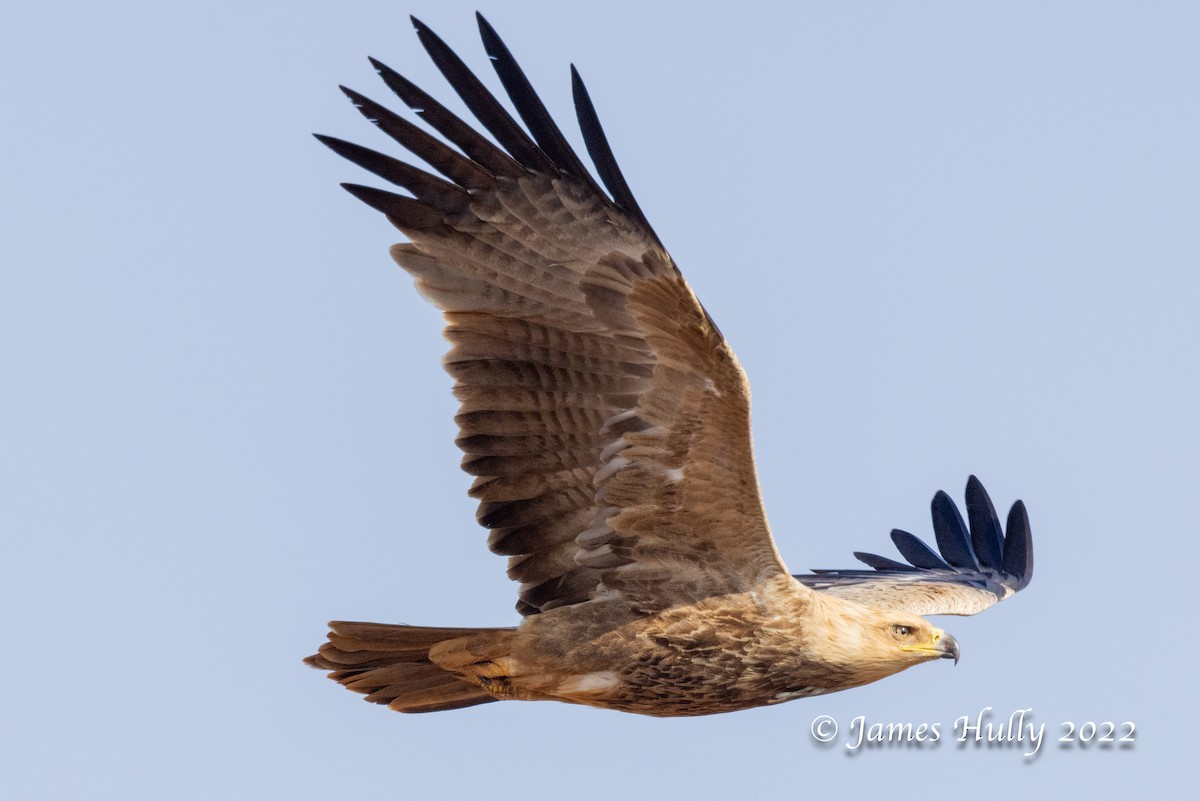Savannenadler - ML642717407