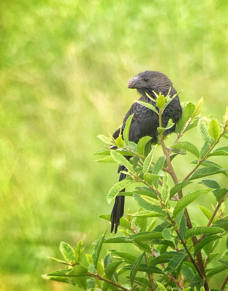 Smooth-billed Ani - ML642717446