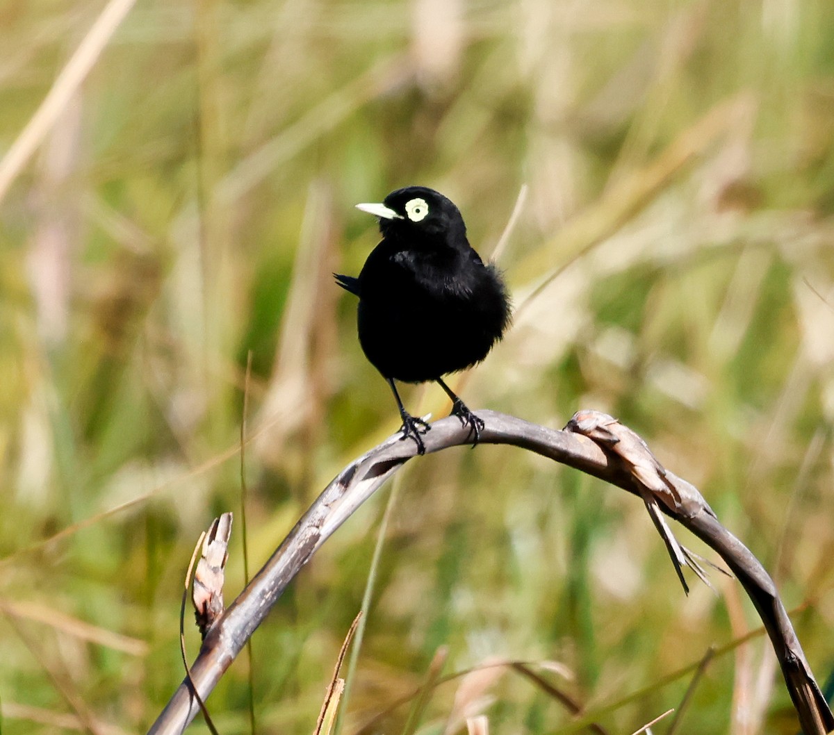 Spectacled Tyrant - ML642717457