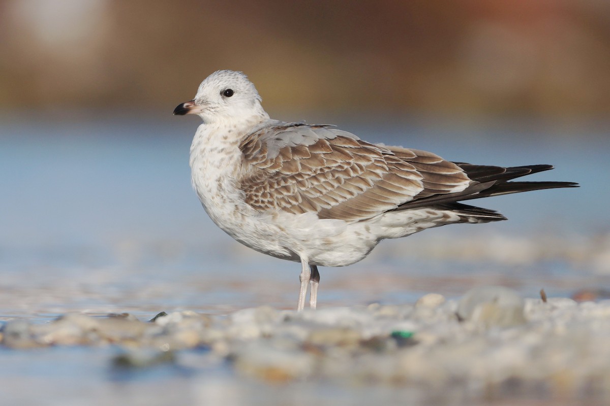 Common Gull (European) - ML642717463