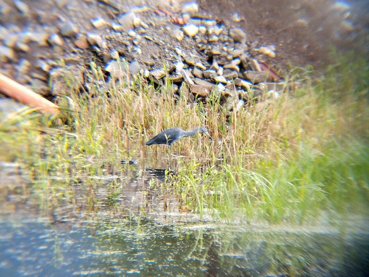 Little Blue Heron - ML642717495