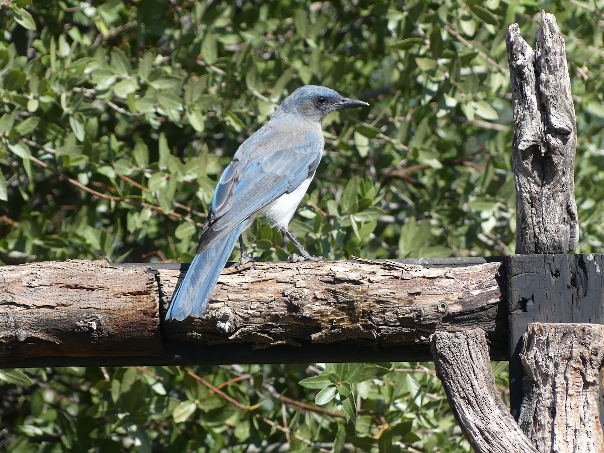 Mexican Jay - ML642717517