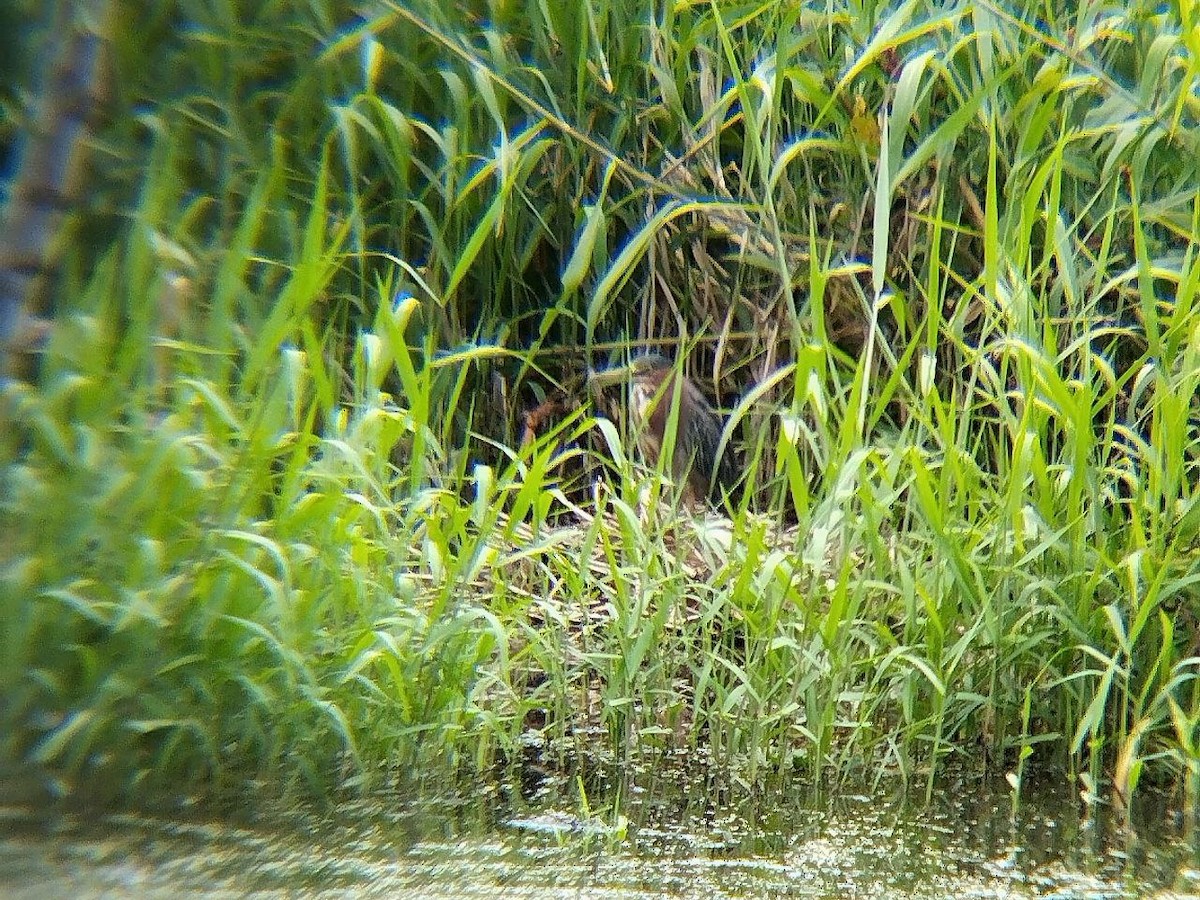 Green Heron - ML642717527