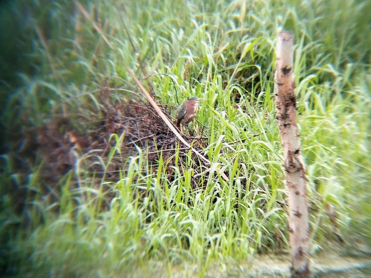 Green Heron - ML642717538