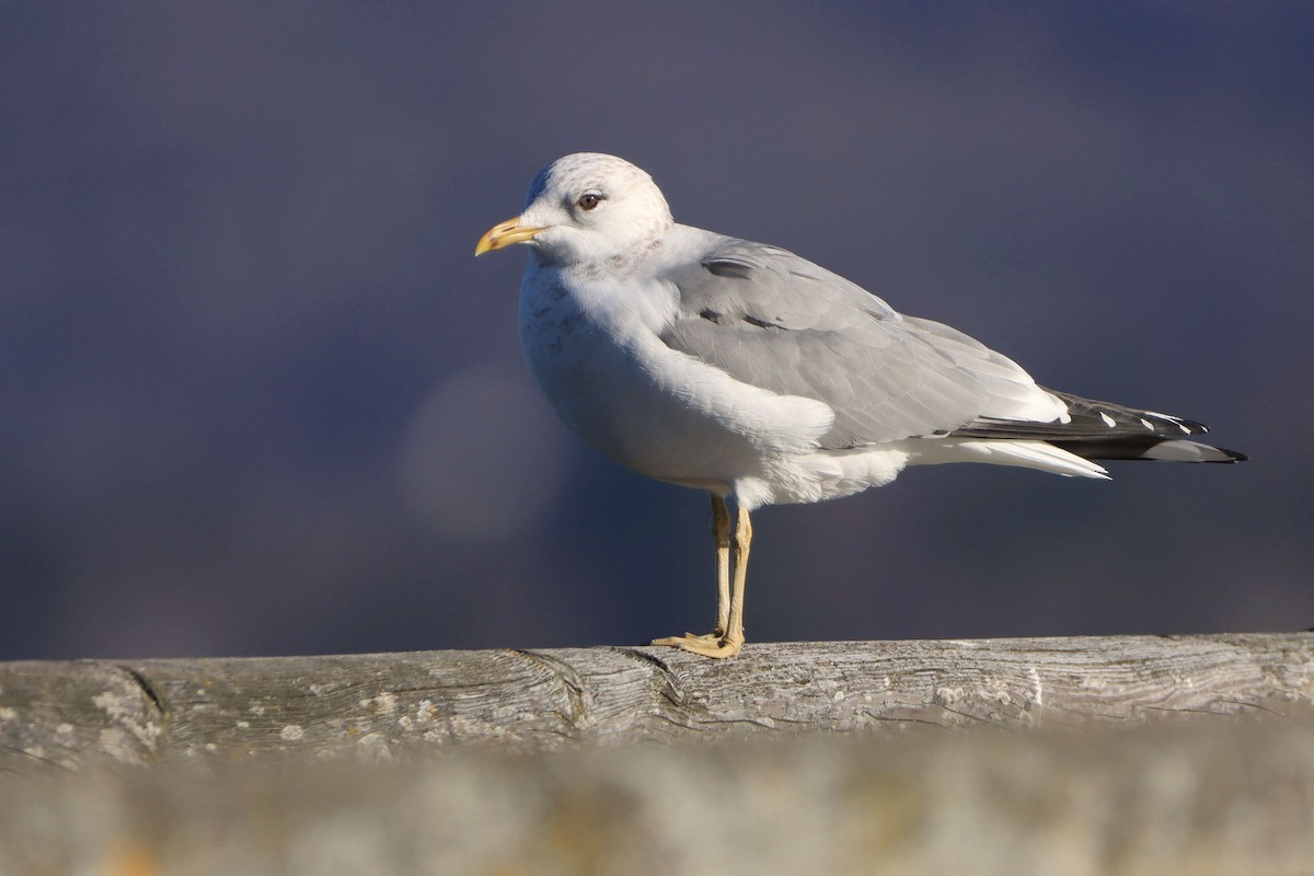 Common Gull (European) - ML642717543