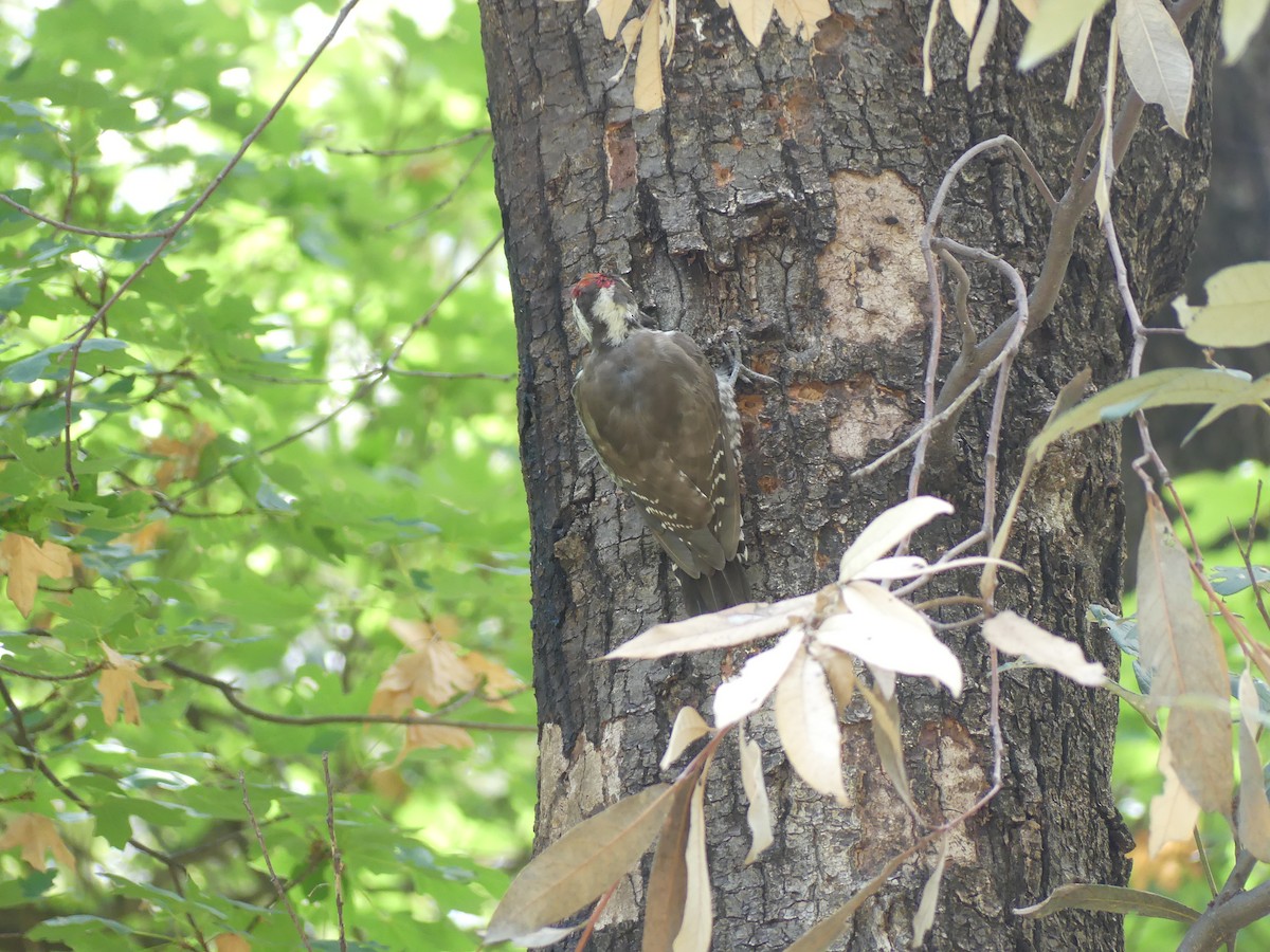 Arizona Woodpecker - ML642717553