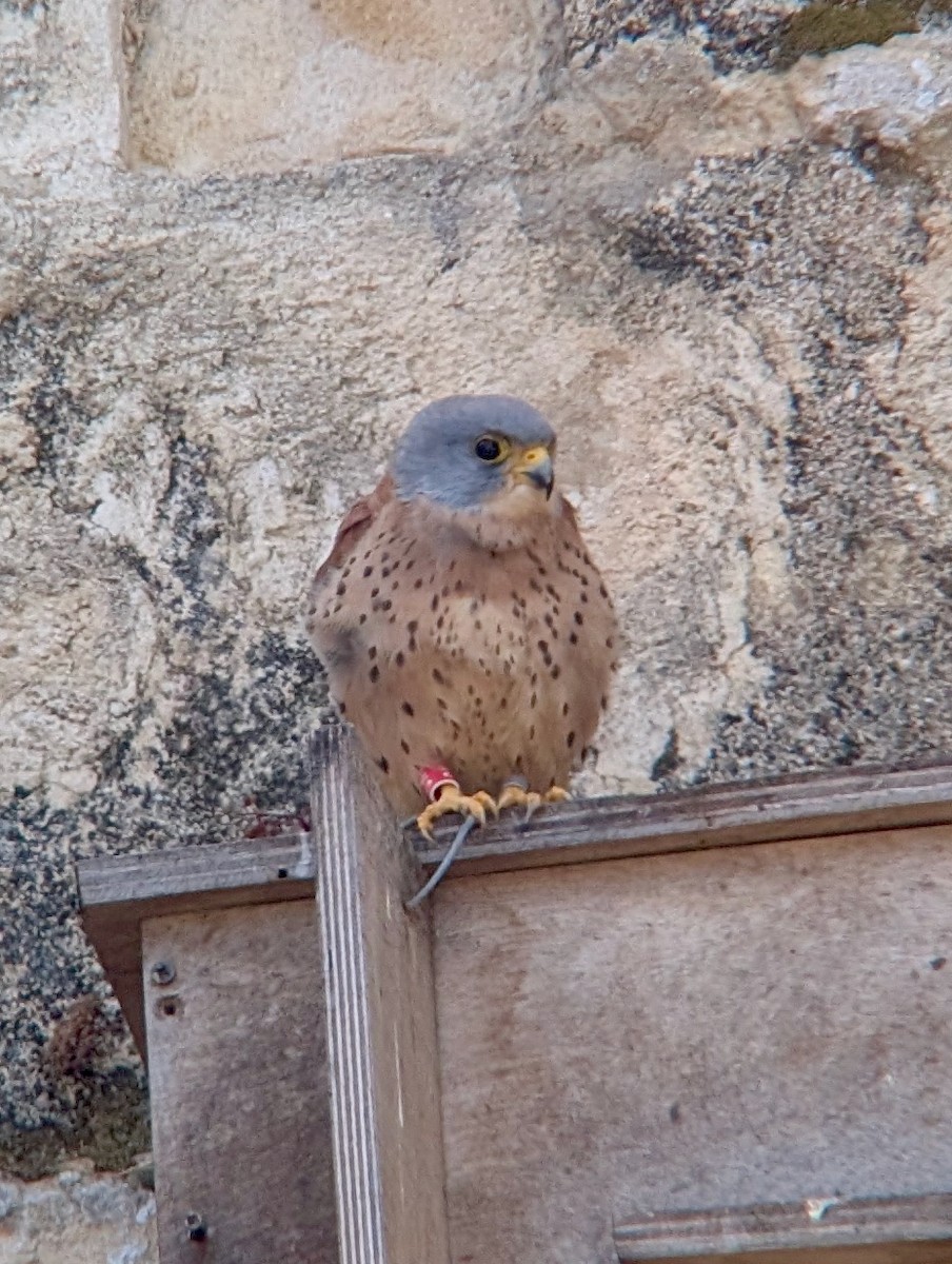 Lesser Kestrel - ML642717555