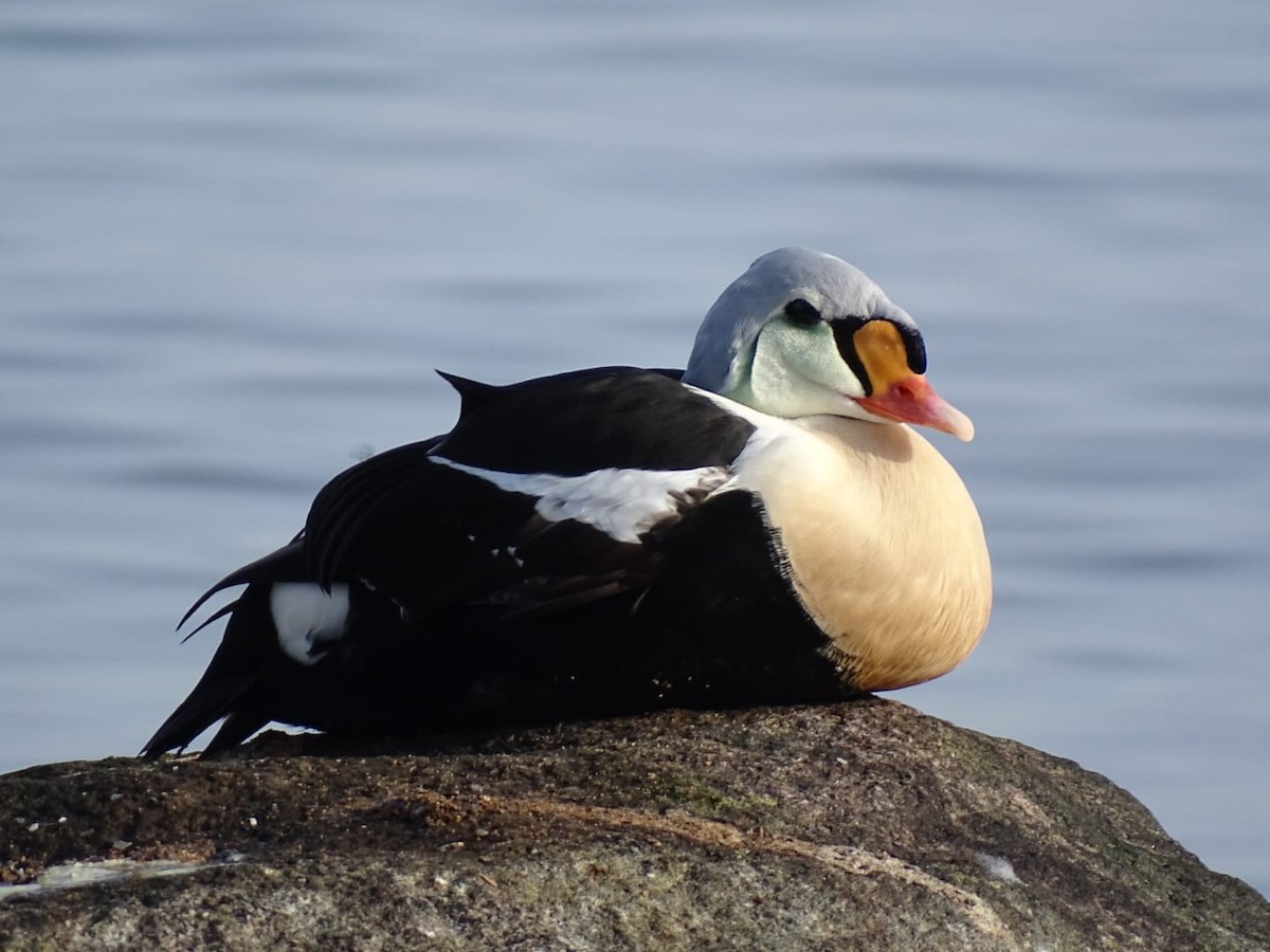 King Eider - ML642717570