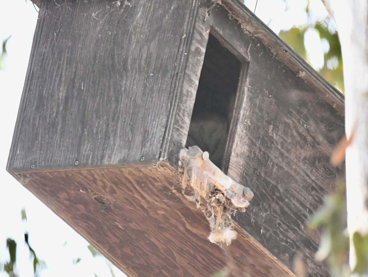 American Barn Owl - ML642717573