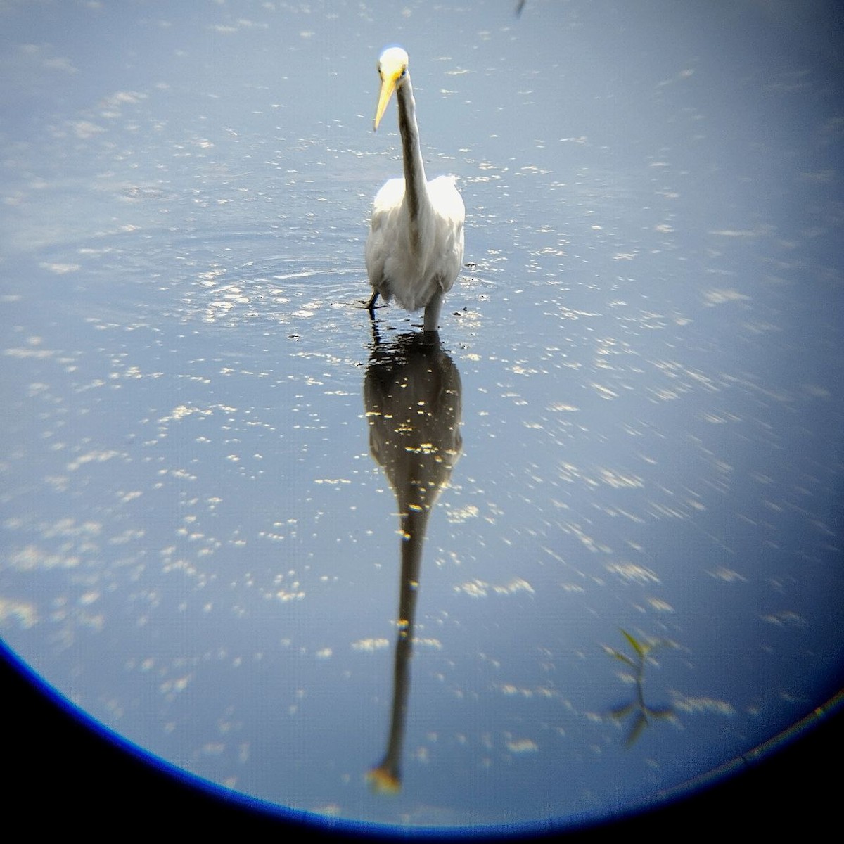 Great Egret - ML642717580