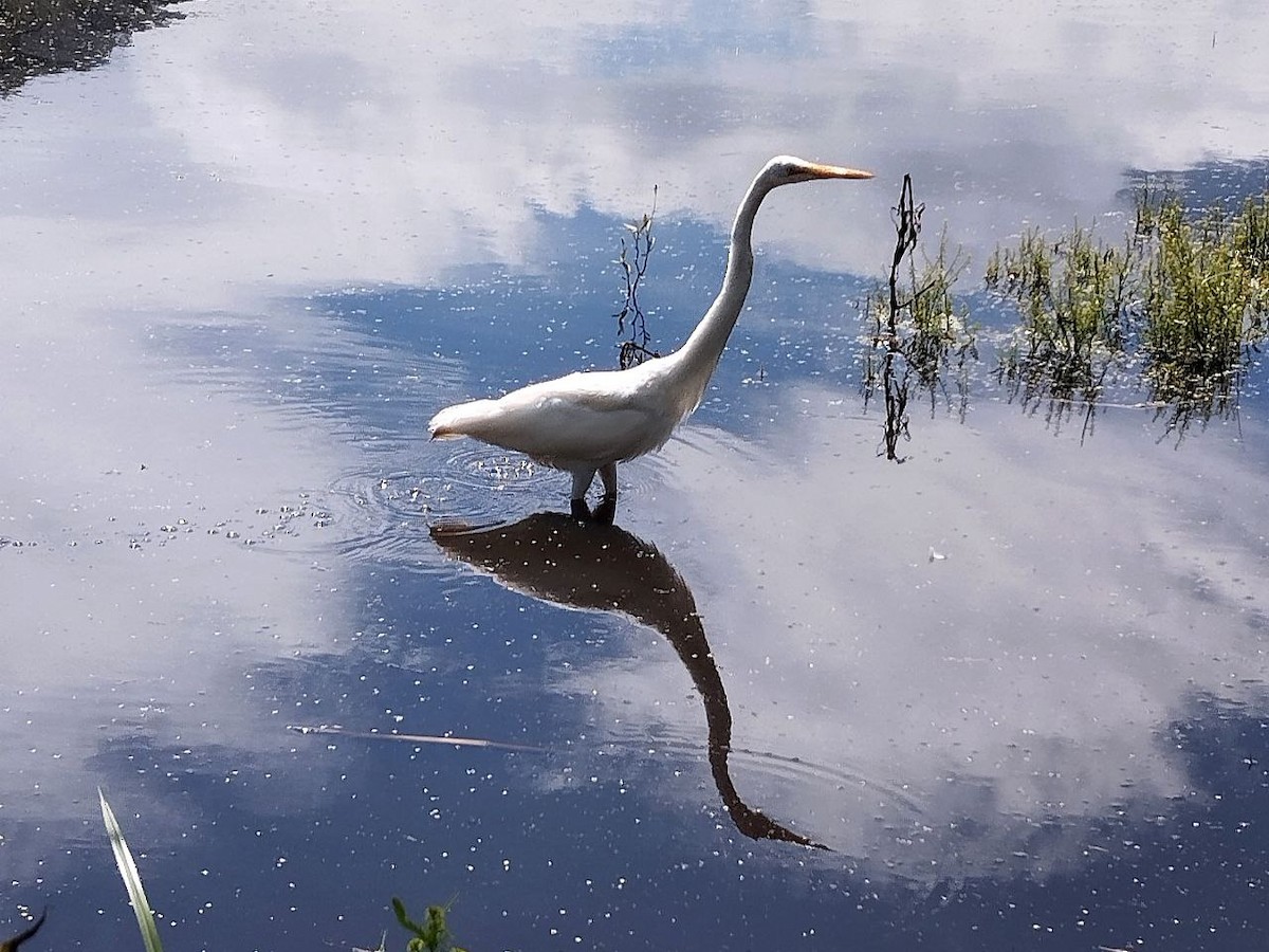 Great Egret - ML642717591