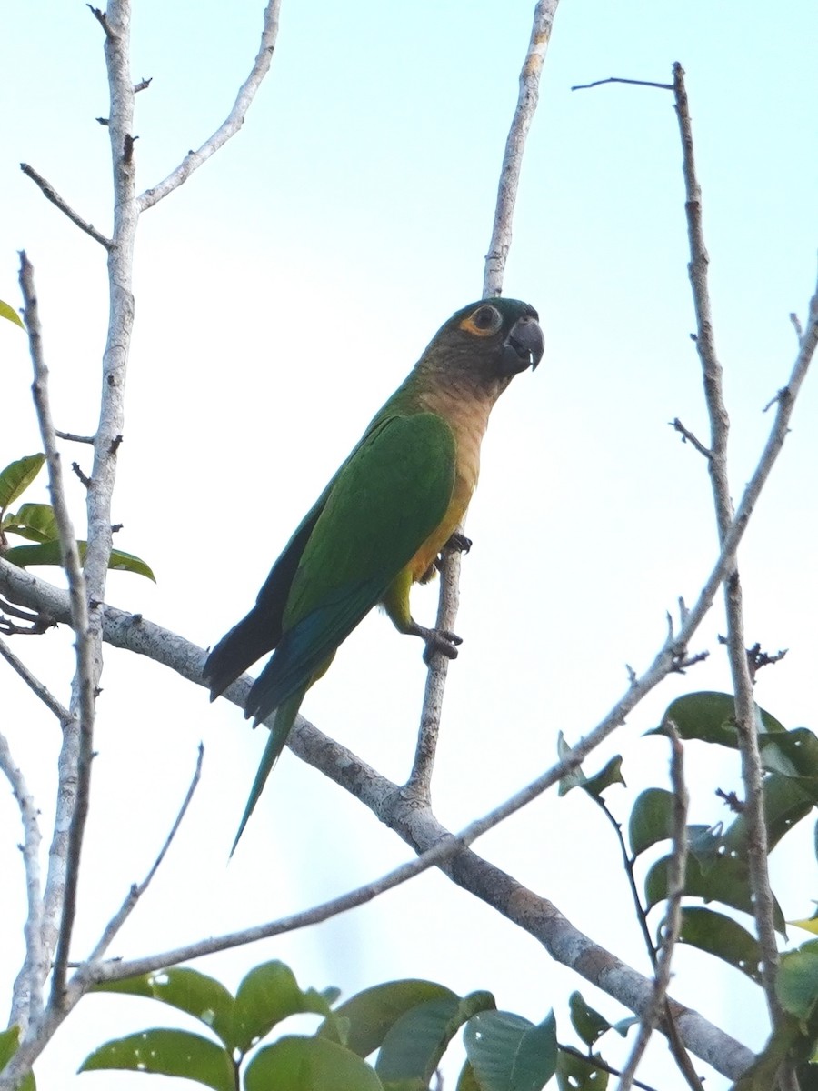 Brown-throated Parakeet - ML642717621