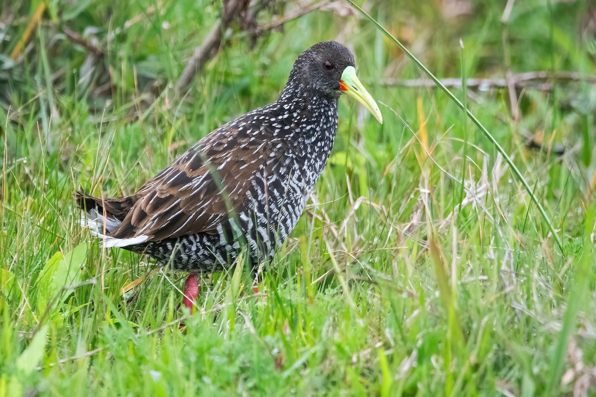 Spotted Rail - ML642717631