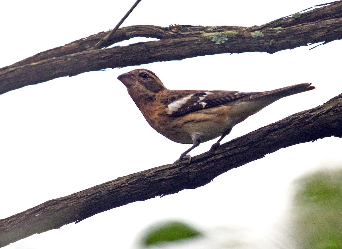 Rose-breasted Grosbeak - ML642717635