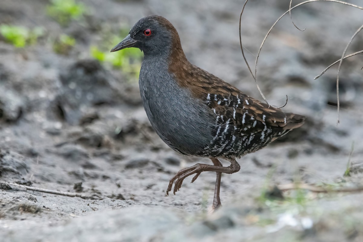 Dot-winged Crake - ML642717641